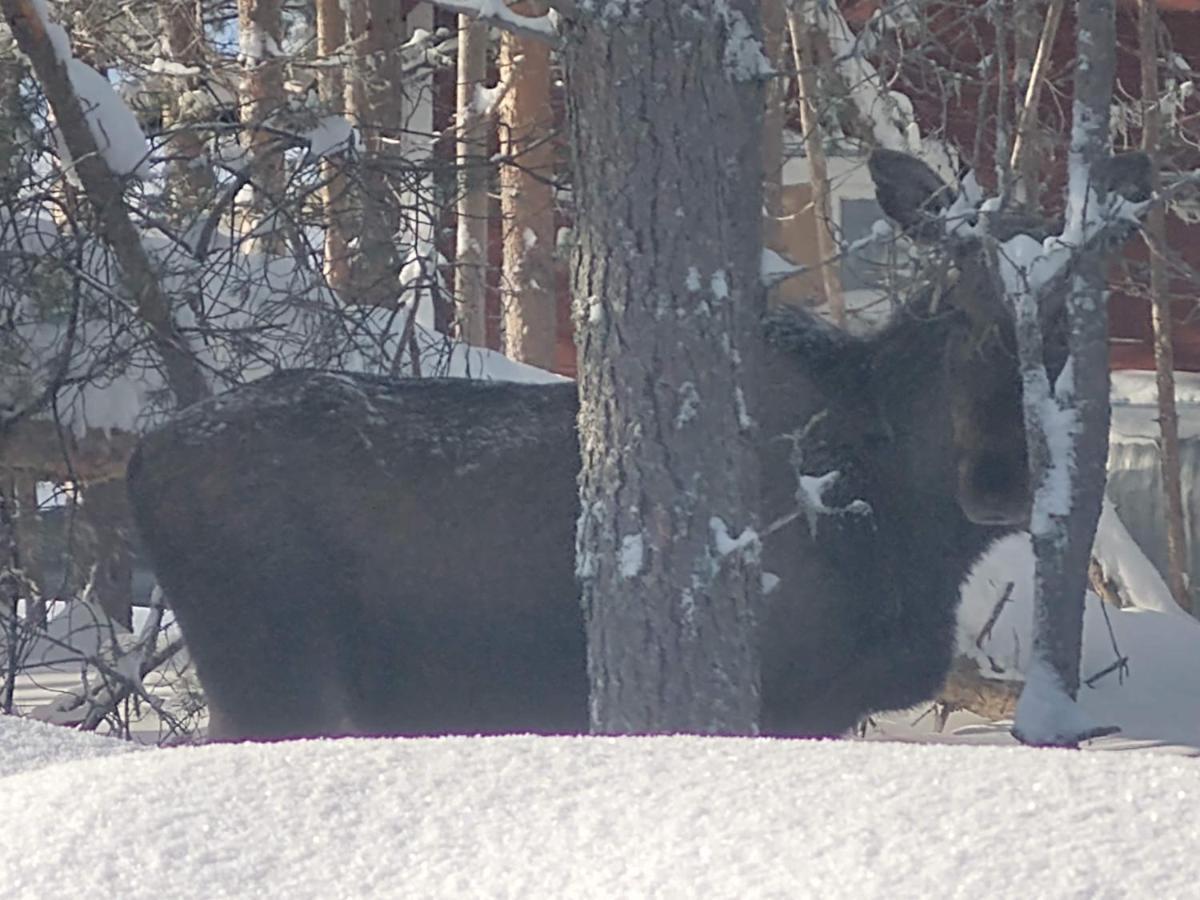 Lagomhuset - A Peaceful Holiday In Swedish Lapland Vidsel Exterior foto